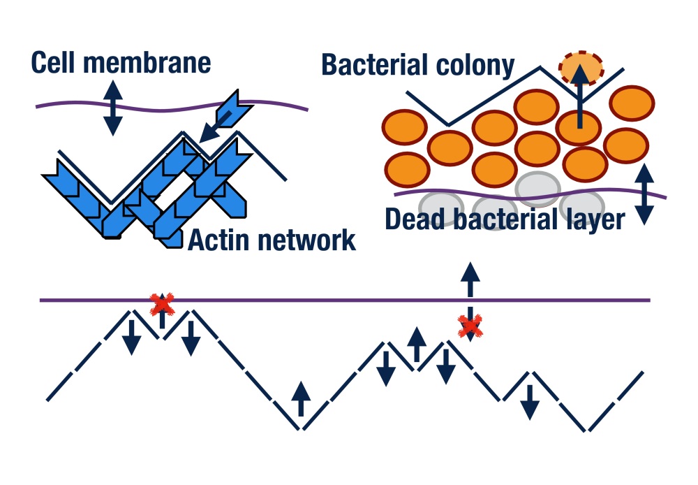 Top left: actin network with leading interface interacting with a cell membrane. Top right: bacterial colony growth of live cells at an interface with a dead layer following behind. Bottom figure: Membrane-interface model and mapping to an exclusion process.