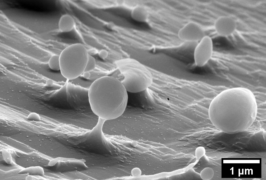 Cryo-SEM of oil capsules. Sublimation of the ice matrix is used to reveal them.