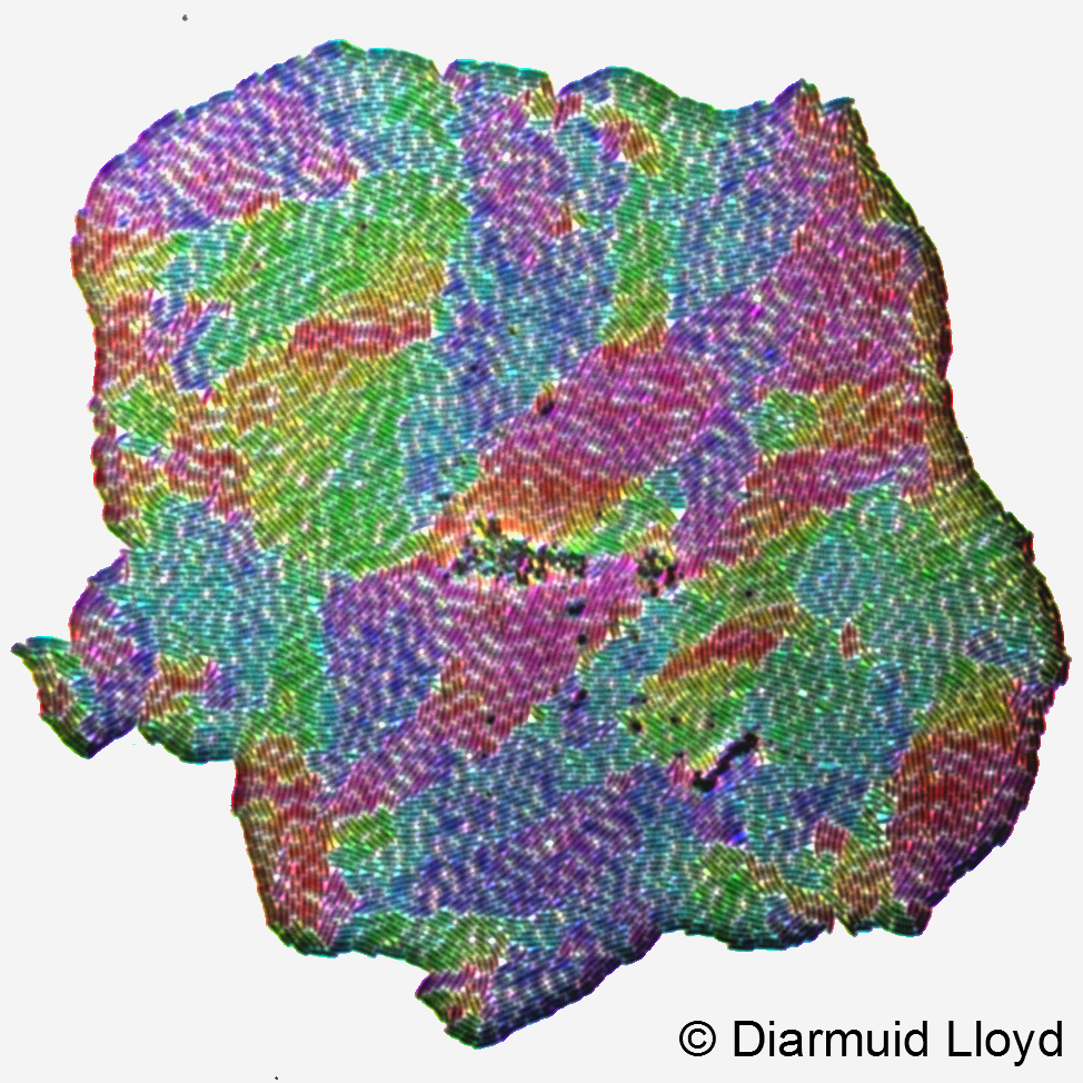 Microcolony of E. coli. Colours represent different orientations of cells.