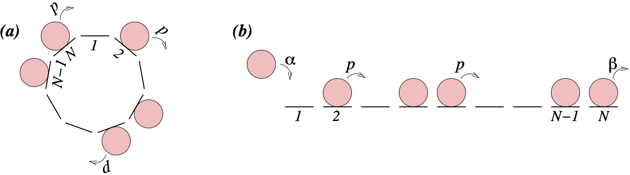 Dynamics of the asymmetric exclusion process