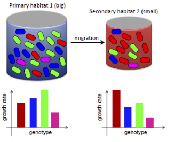 Figure 4: Source-sink model in which a dynamical phase transition occurs at a critical migration rate