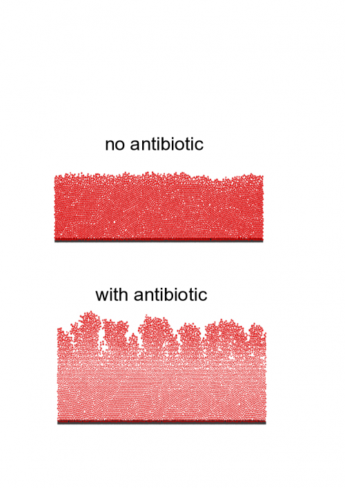 We can see that the biofilm structure is strongly affected by the antibiotic.