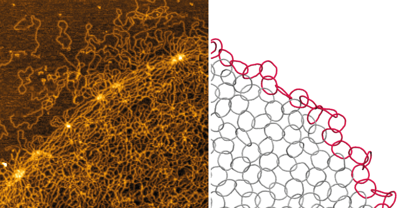 As seen under an atomic force microscope (left hand image) and simulated (right hand side), with red links representing the periphery of the network and grey links representing the inner structure.