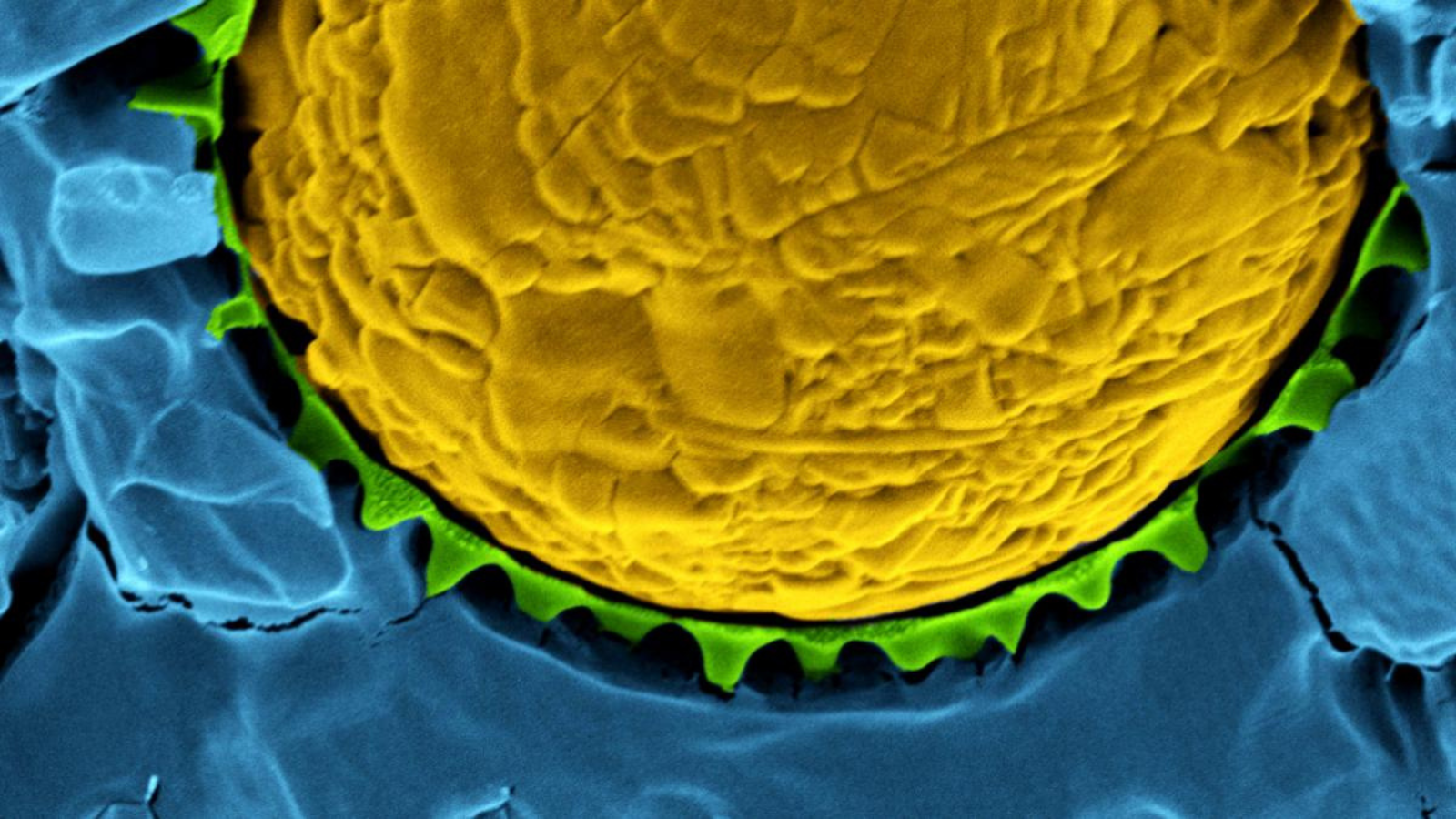 An oil droplet (yellow) stabilised by temperature-sensitive microgels (green) in water (blue). The microgels maintain the stability of the oil droplets at room temperature, but when heated, their shape flattens and the droplets are released.