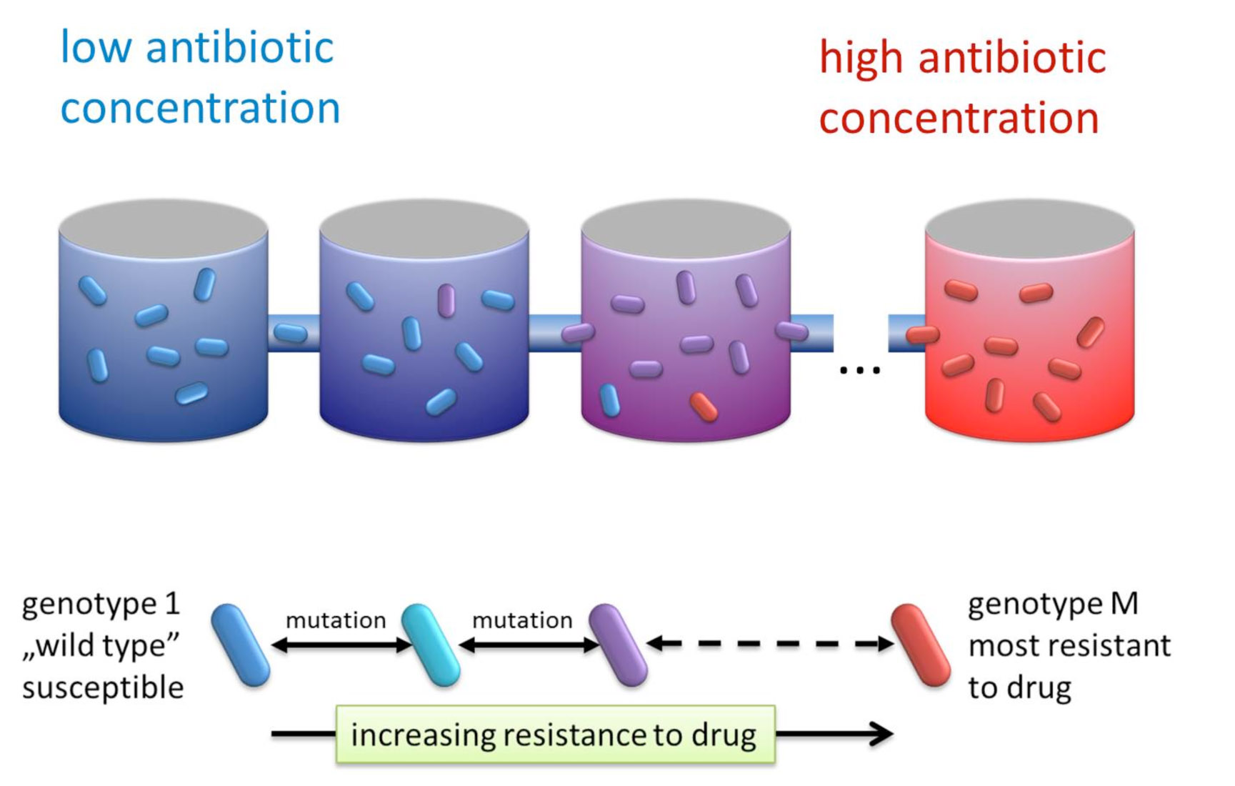 The bacteria grow in a series of connected microenvironments, and the antibiotic concentration increases from left to right. The bacteria can mutate, from a &quot;wild type&quot; which is susceptible to the antibiotic, through a spectrum of intermediate-resistant mutants, to the most-resistant mutant.