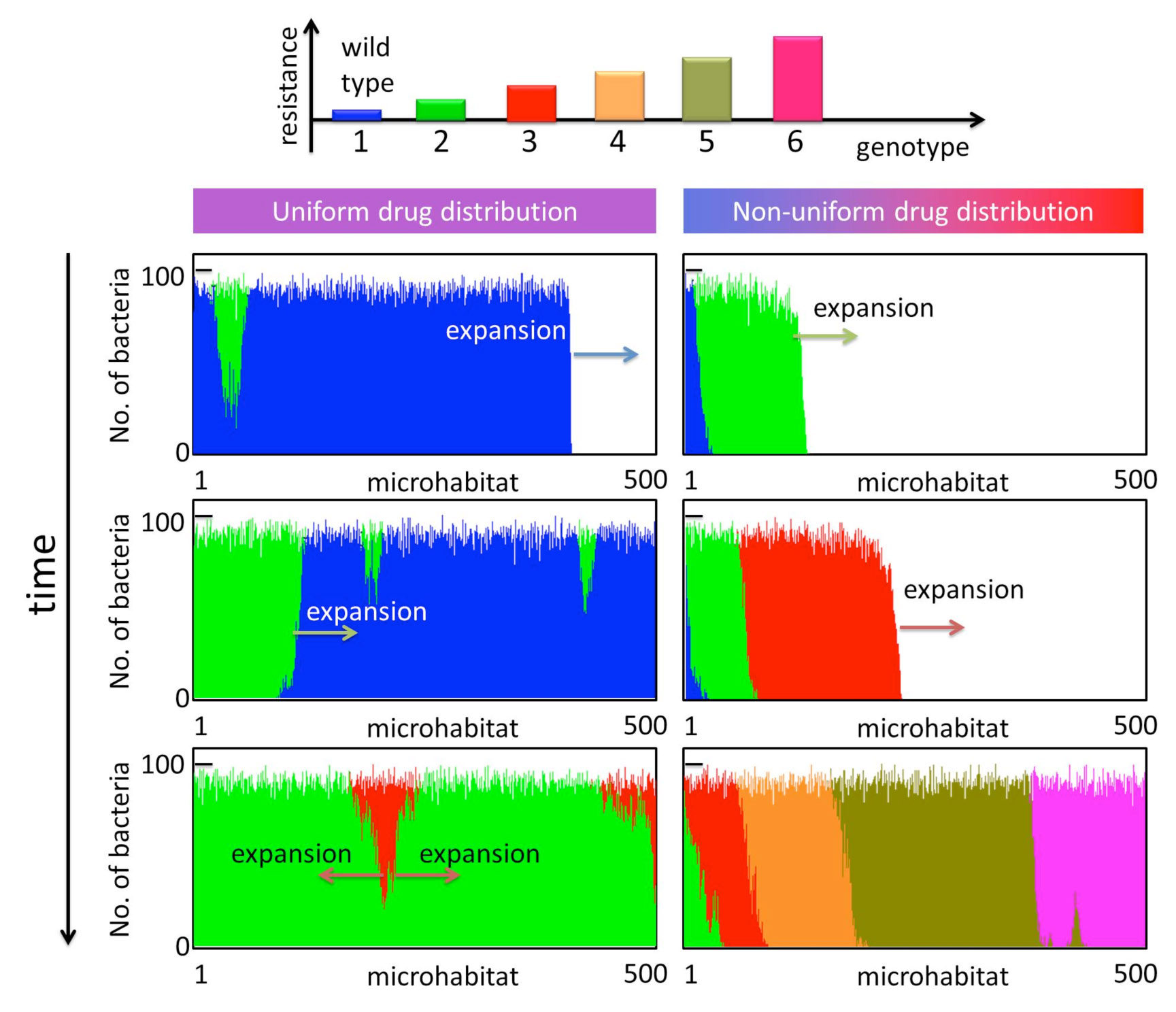 In simulations of the model, we see &quot;waves&quot; of progressively better adapted bacteria (blue, green, red ...) emerging in environments with both uniform (left) and non-uniform (right) drug distributions. For the non-uniform antibiotic distribution, these waves travel much faster than in the uniform case, where they have to compete with previously established mutants.