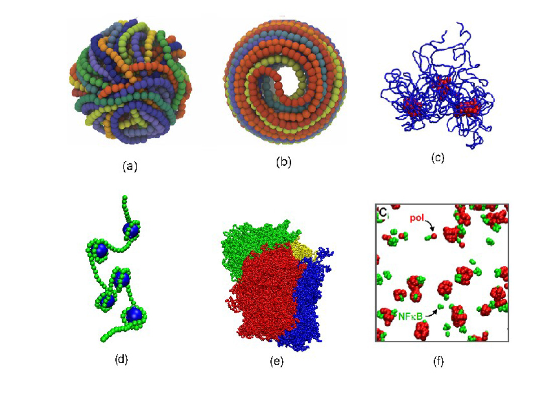(a,b) Simulations of confined DNA inside a bacteriophage. (c) Simulation of a DNA molecule interacting with histone-like nanoparticles: a disordered aggregate results. (d) Simulation of the self-assembly of a short chromatin fragment. (e,f) Simulations of 4 human chromosomes interacting with complexes of proteins, which act as molecular ties bridging different regions of the genome together (&quot;transcription factories&quot; form