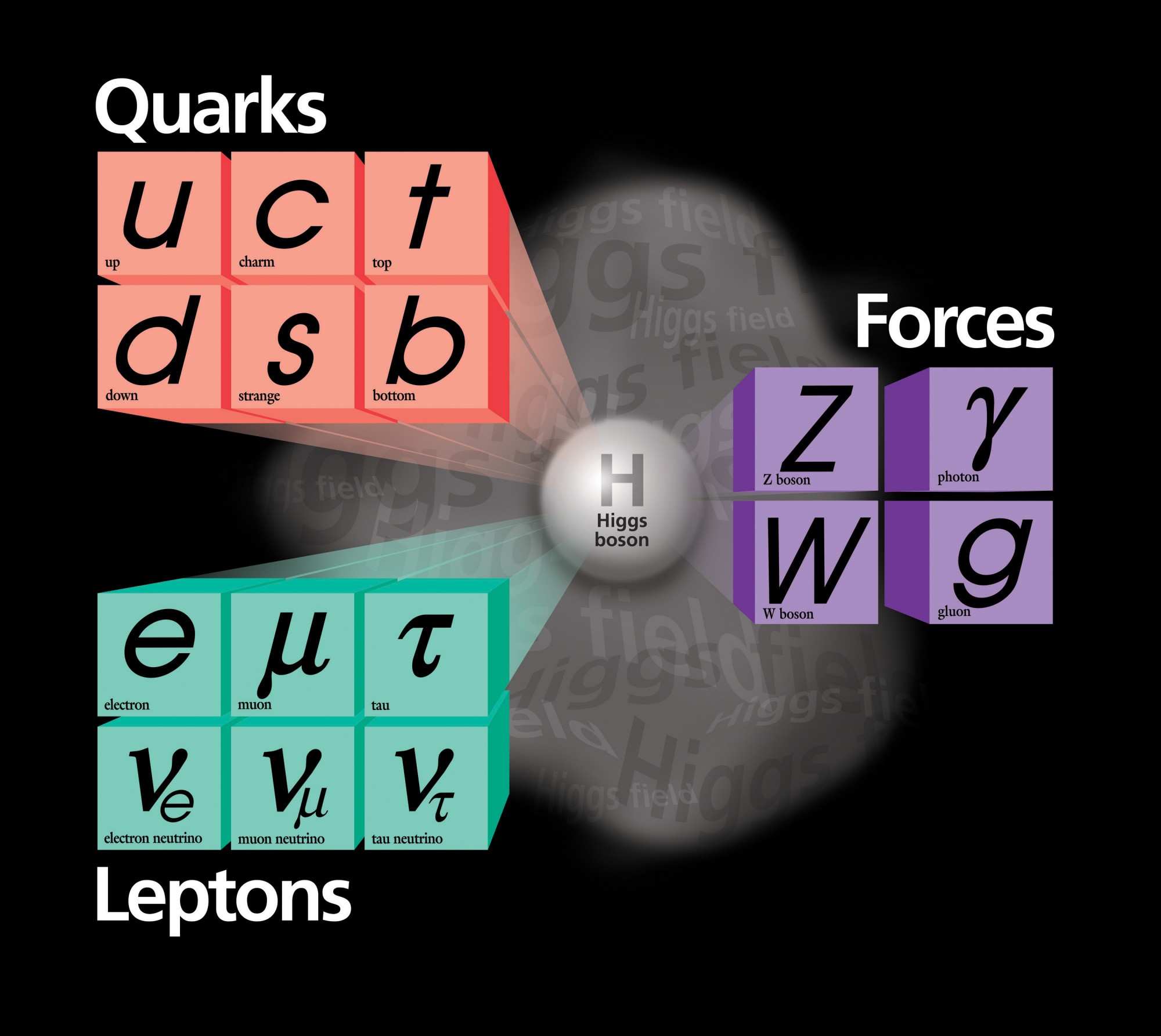 The Higgs boson will decay into a pair of any of these particles.  These different decay products are more of less likely.