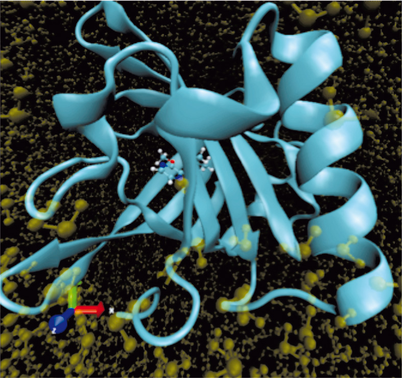 Mouse Major Urinary Protein shown as a ribbon structure in a sea of water molecules. Embedded inside the protein is the pheromone molecule.