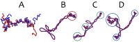 Snapshots of typical DNA configurations