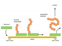 Protein synthesis