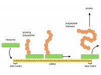 Protein synthesis 