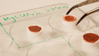 Measuring effect of activated perchlorate on bacterial death 