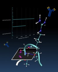 Fine structural variations have been proposed to be the basis for antibody selectivity between two closely related hormone fragments. Fine structural variations have been proposed to be the basis for antibody selec