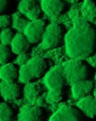 Confocal laser scanning image of a biofilm of P. aeruginosa cells. It can clearly be seen that they grow on the surface in an organised, clumpy structure. Image from the lab of Thomas Bjarnsholt, University of Copenhagen